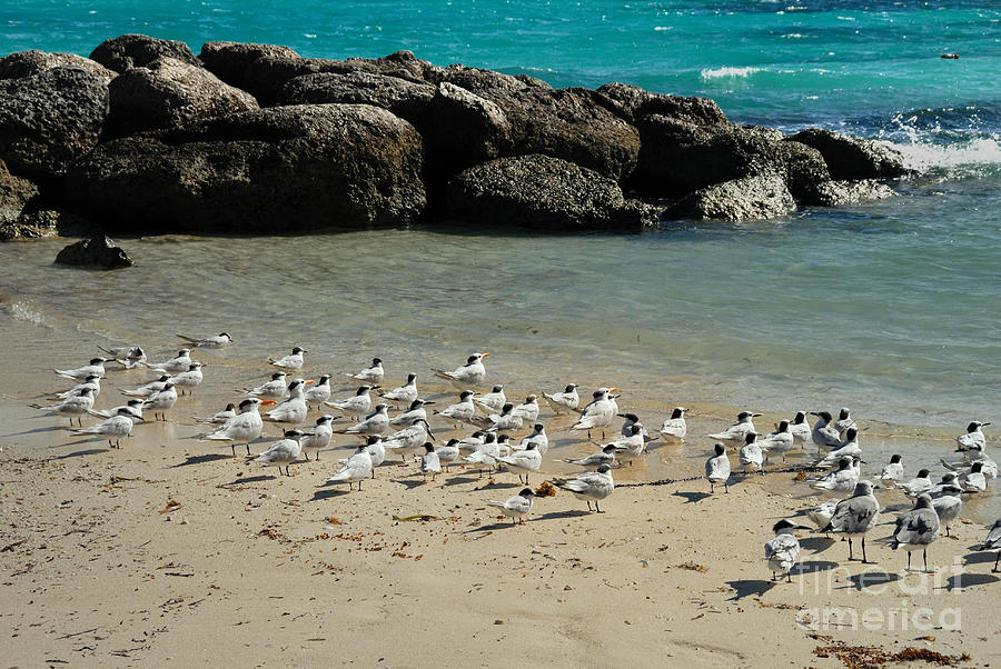 Bird Photograph - Seagulls on the Beach by Amy Cicconi