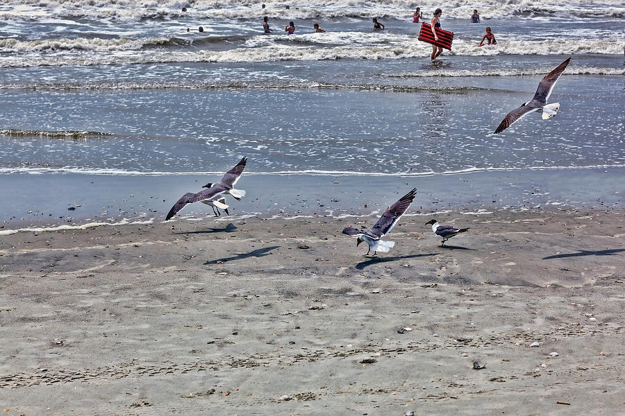 Seagulls on the Beach Photograph by Sennie Pierson