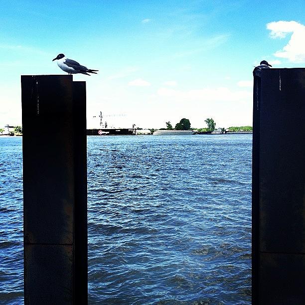 Seagulls On The Mississippi Photograph by Marsee Henon