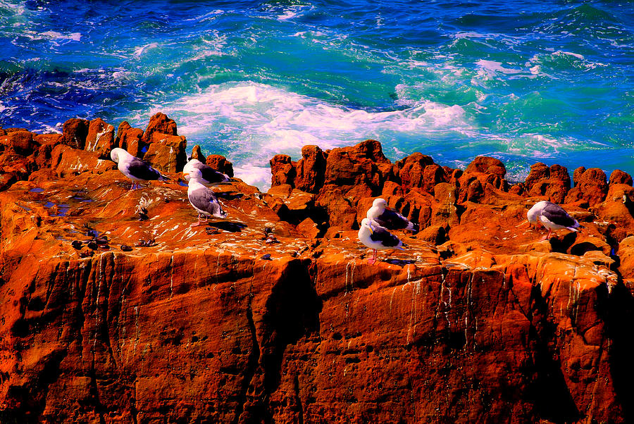 Seagulls On The Rocks 2 Photograph by Richard J Cassato