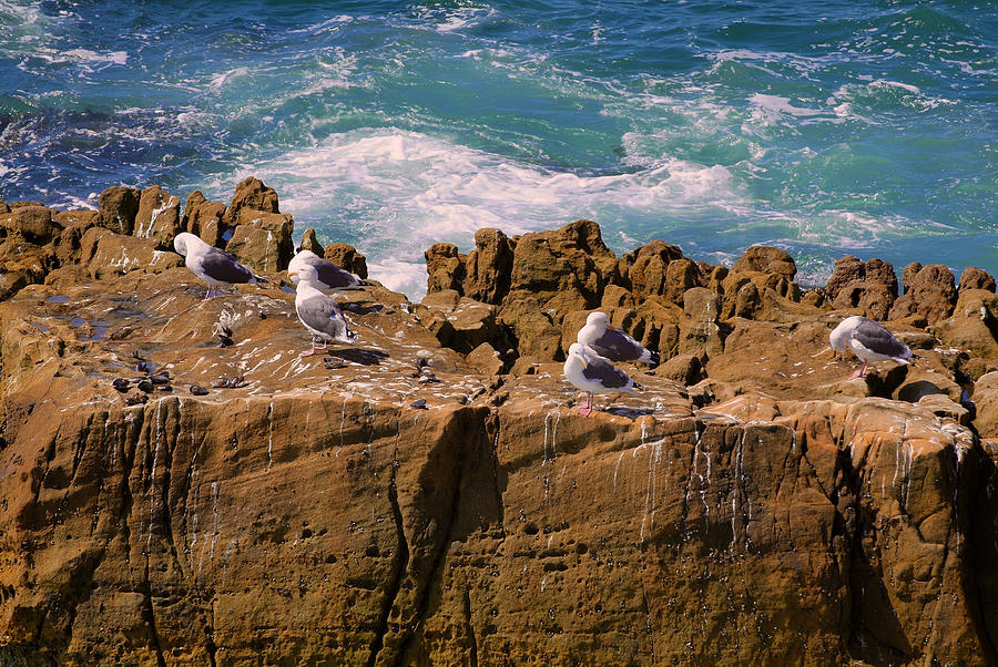 Seagulls On The Rocks Photograph by Richard J Cassato
