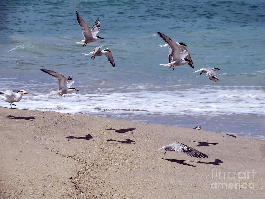 Seagull Photograph - Seagulls on the wing by Zina Stromberg