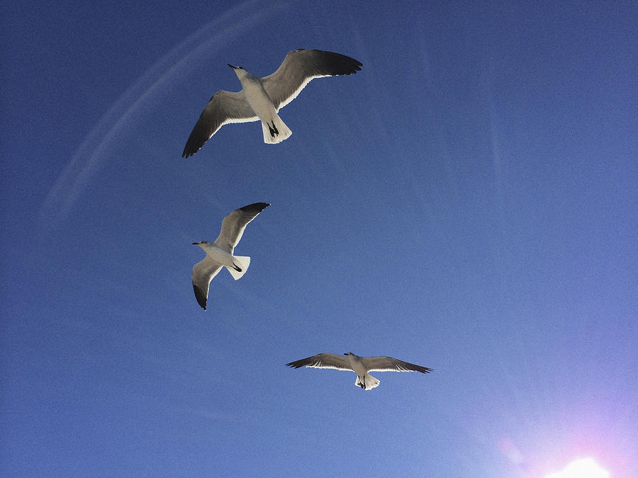 Seagulls Overhead Photograph by Bradley R Youngberg