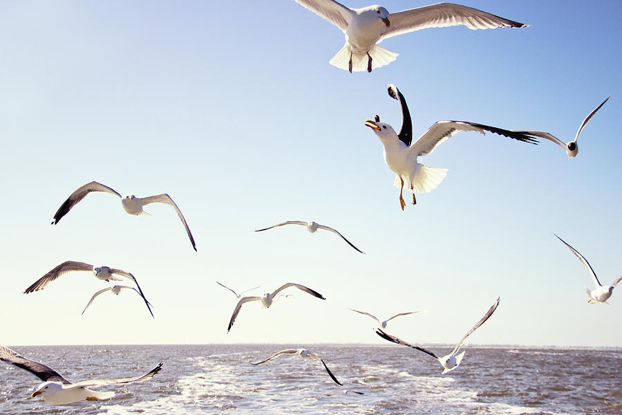Seagulls Passing Above The Sea Photograph by Helaine Weide