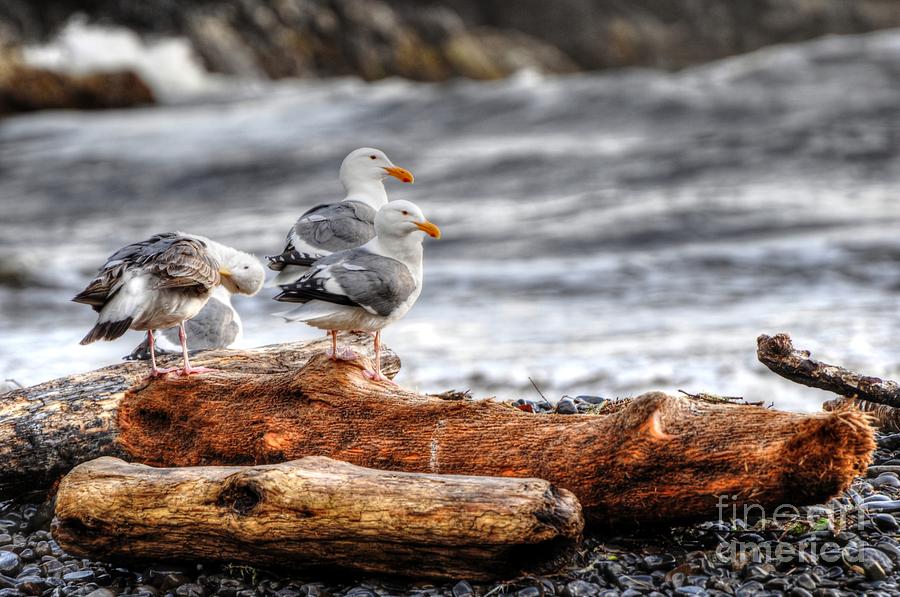 Seagulls Photograph by Phillip Garcia