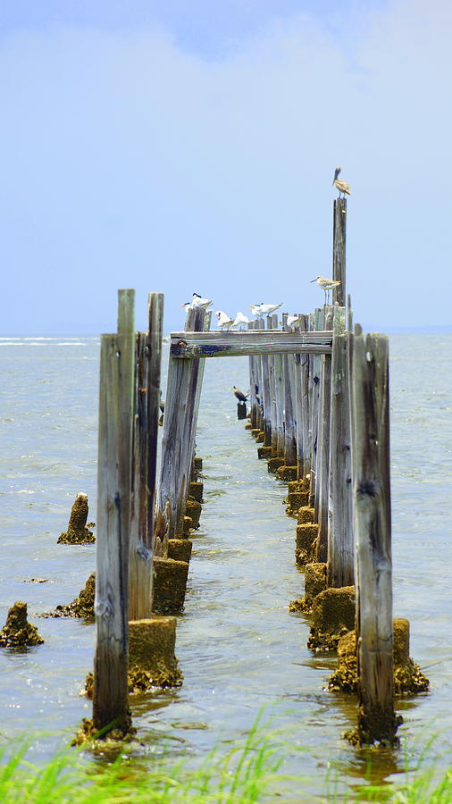 Seagulls Pier Photograph by Paul Wilford