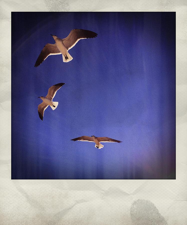 Seagulls Polaroid Photograph by Bradley R Youngberg