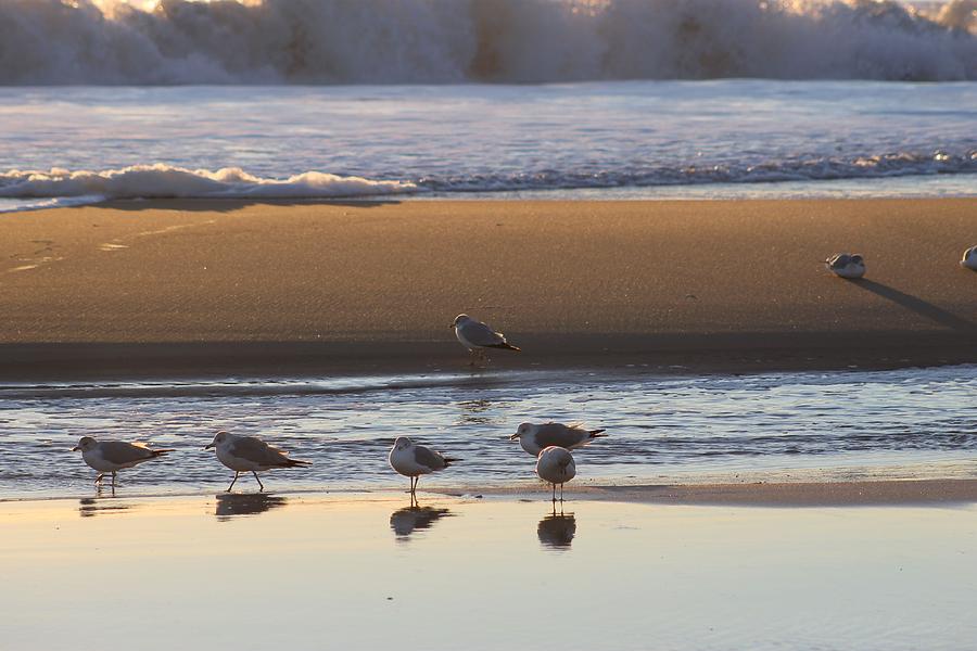 Seagulls Reflection Photograph by Robert Banach