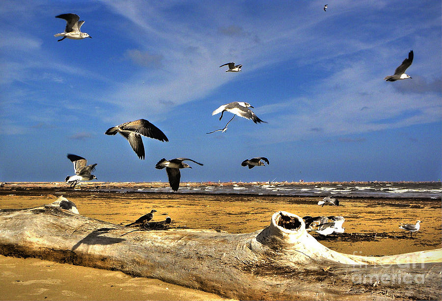 Seagulls  Photograph by Savannah Gibbs