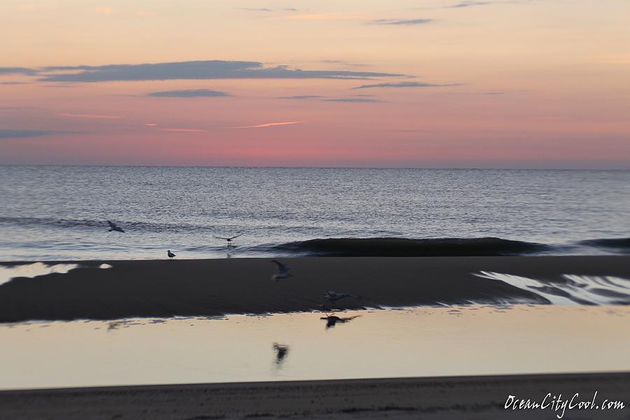 Seagulls Sea and Sunrise Photograph by Robert Banach