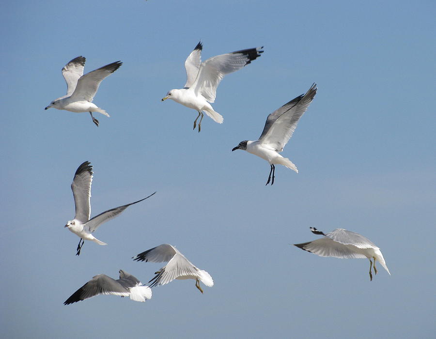 Animal Photograph - Seagulls See A Cracker by Ellen Meakin