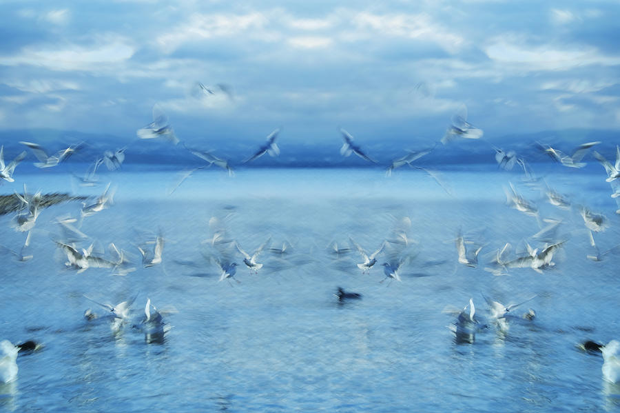 Nature Photograph - Seagulls by Silke Magino