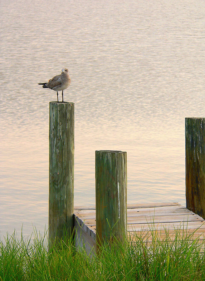 Seagulls Small Dock Photograph by Rosalie Scanlon