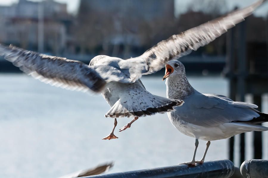 Seagulls Squawking Photograph by Ann Murphy