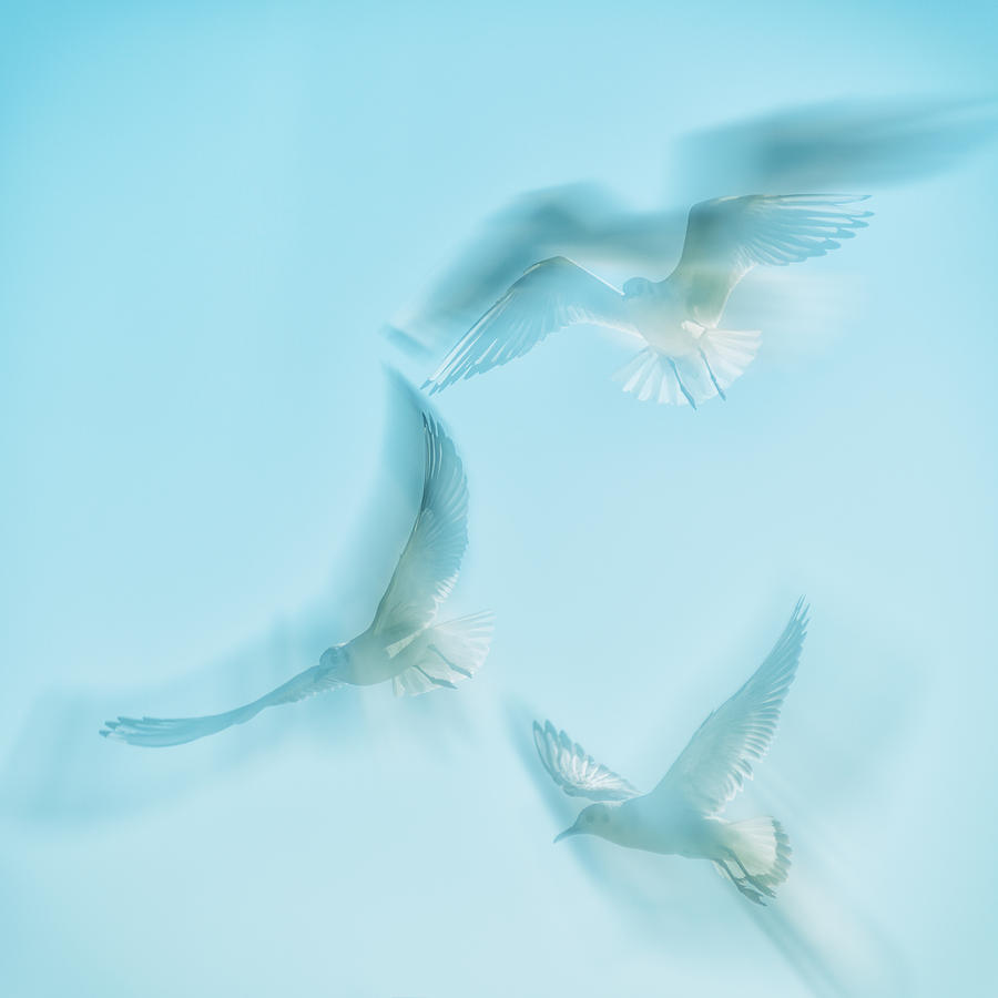 Animal Photograph - Seagulls  by Stelios Kleanthous