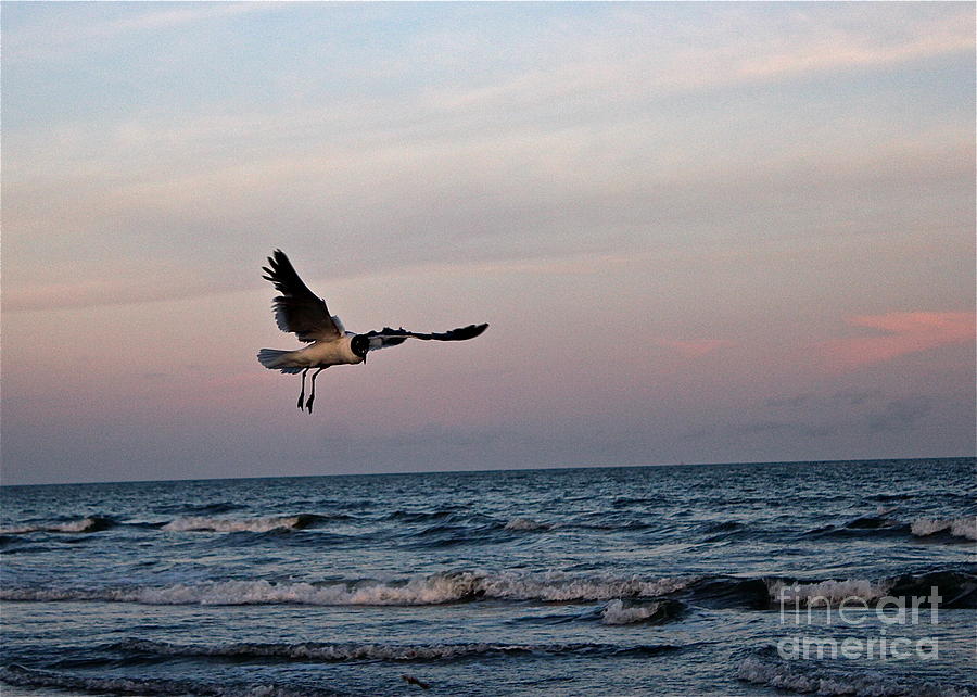 Seagulls Sunset Snatch Photograph by IK Hadinger