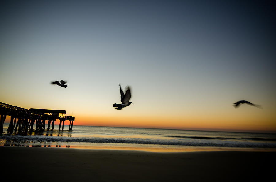 Seagulls Taking Flight Photograph by Anthony Doudt