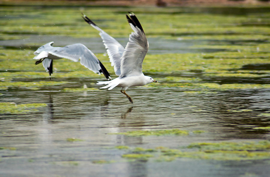 Seagulls Taking Flight Photograph by Eric Rundle