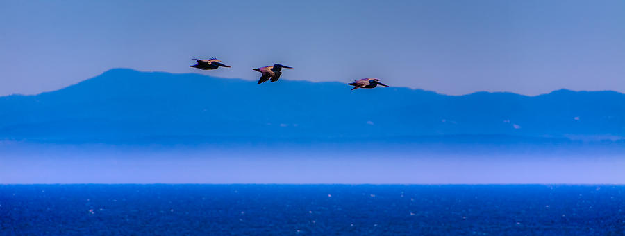 Pelicans on Monterey Bay Photograph by Tommy Farnsworth