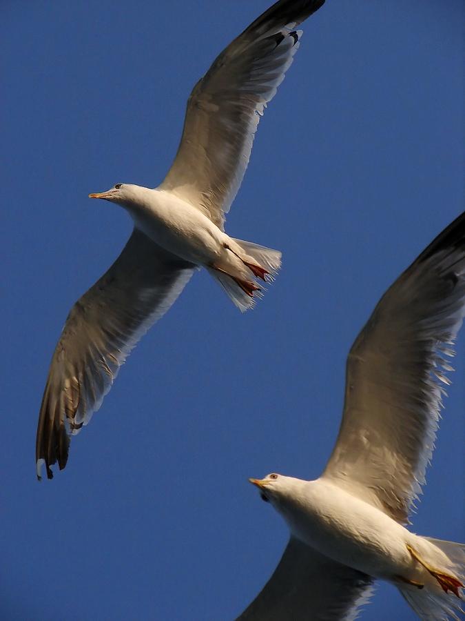 Seagulls Photograph by Taiche Acrylic Art