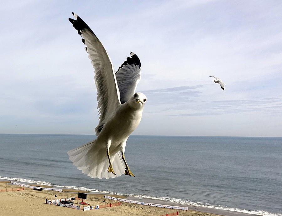Inquisitive Seagull Photograph by Rick Rosenshein