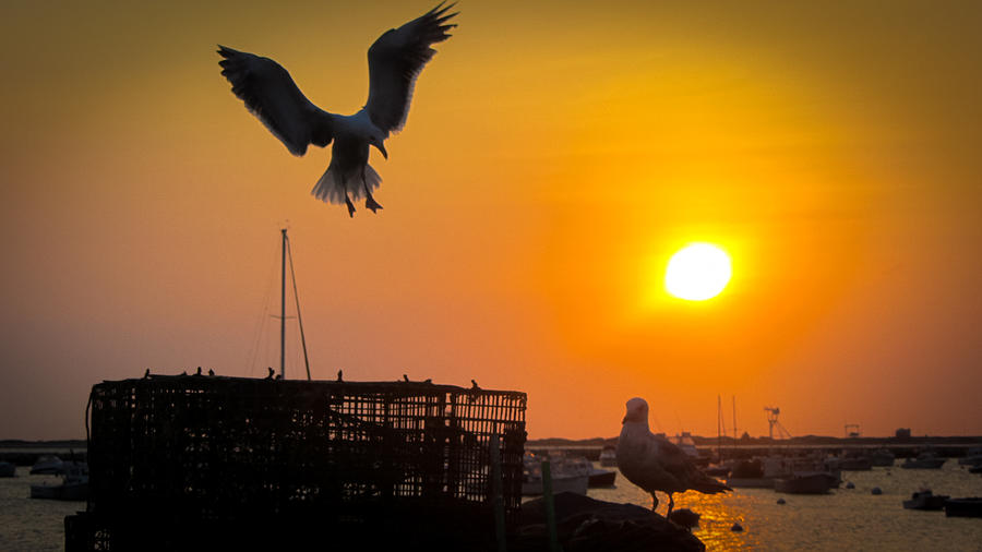 Seagull Photograph - Seagulls at Sunrise by Sue Paradise