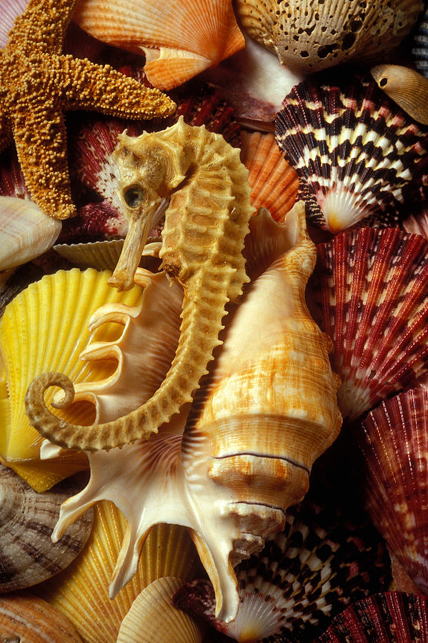 Nature Photograph - Seahorse among sea shells by Garry Gay