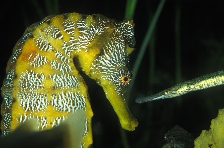 Seahorse And Pipefish Photograph by Greg Ochocki