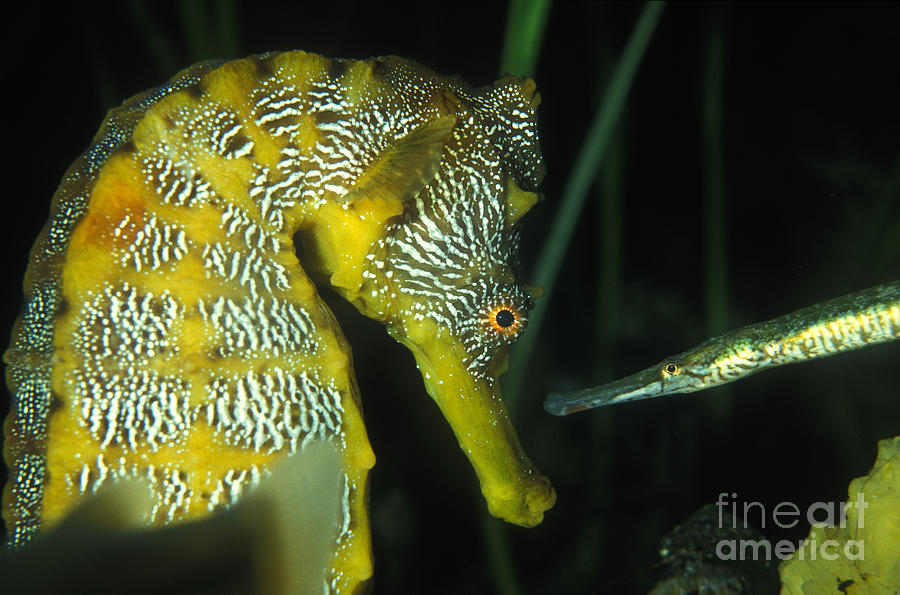 Seahorse and Pipefish Photograph by Gregory Ochocki