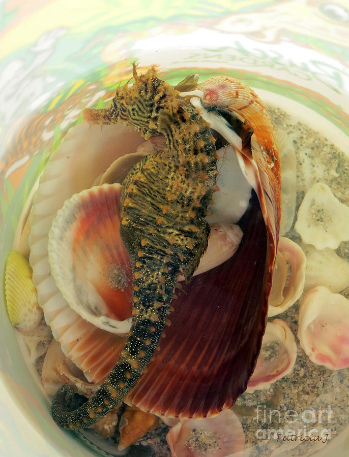 Seahorse Photograph - Seahorse and Shells by Patricia Januszkiewicz
