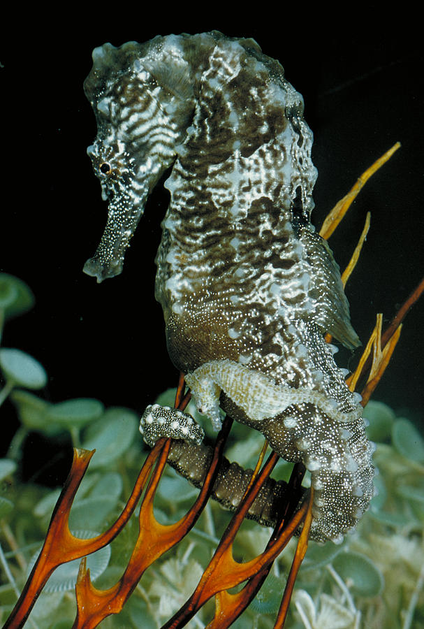 Seahorse And Young Photograph by Paul Zahl