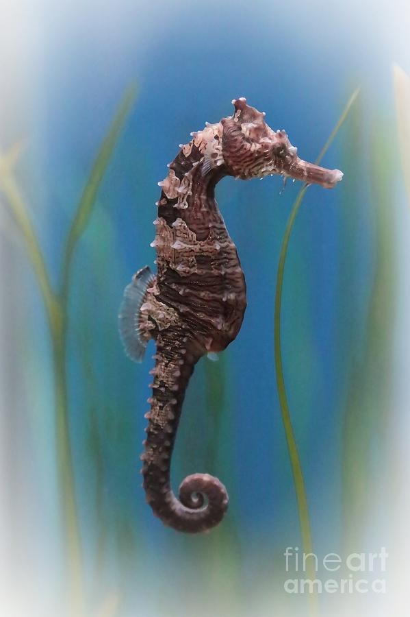 Seahorse Photograph - Seahorse - Digital Painting by Carol Groenen