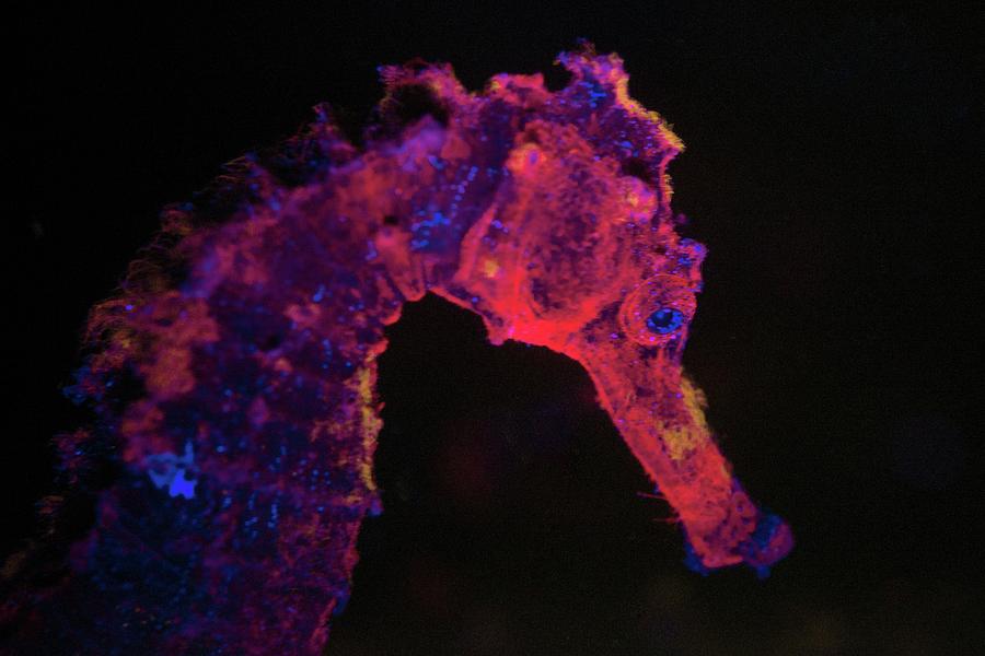 Fish Photograph - Seahorse Fluorescing At Night by Louise Murray/science Photo Library