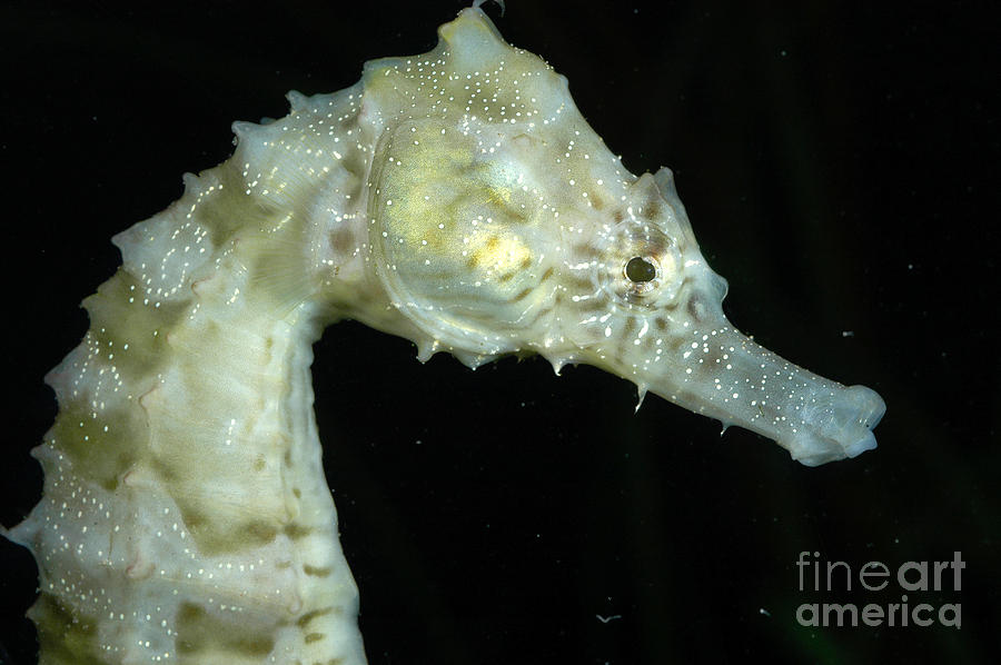 Animal Photograph - Seahorse by Gregory G. Dimijian