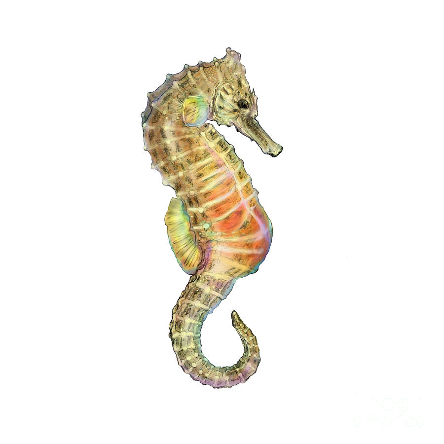 Seahorse Photograph - Seahorse Hippocampus by Carlyn Iverson