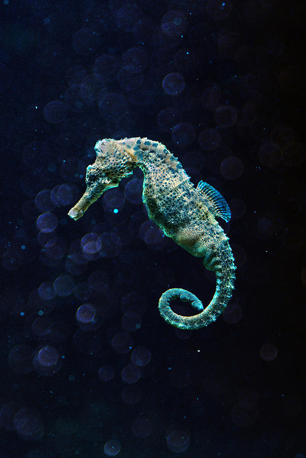 Seahorse Photograph by Jaroslaw Blaminsky