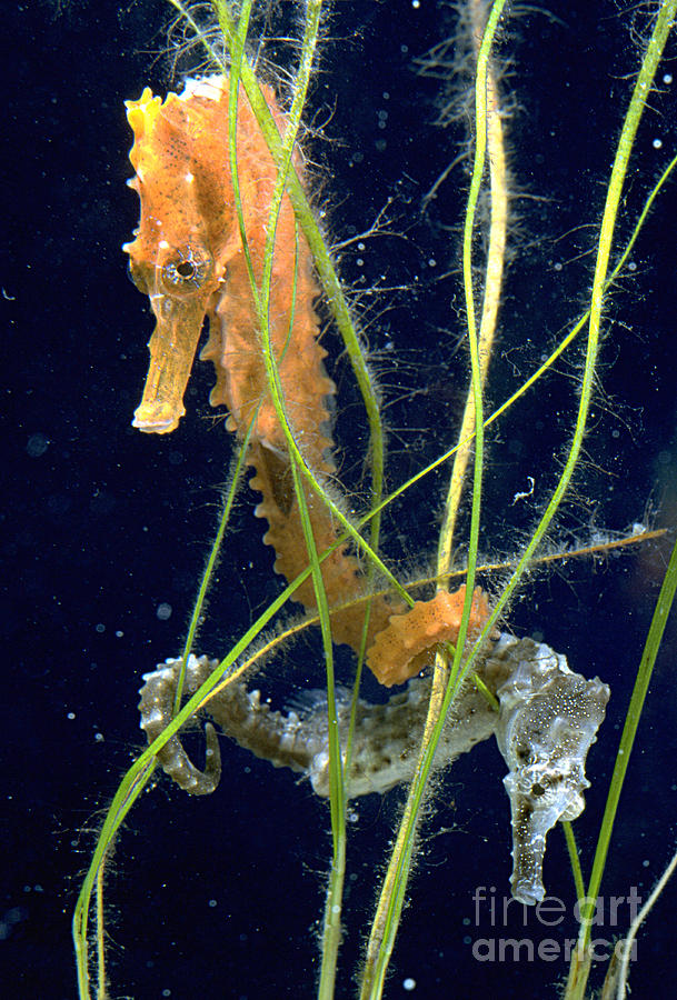 Seahorse Juveniles Photograph by Gregory G. Dimijian, M.D.
