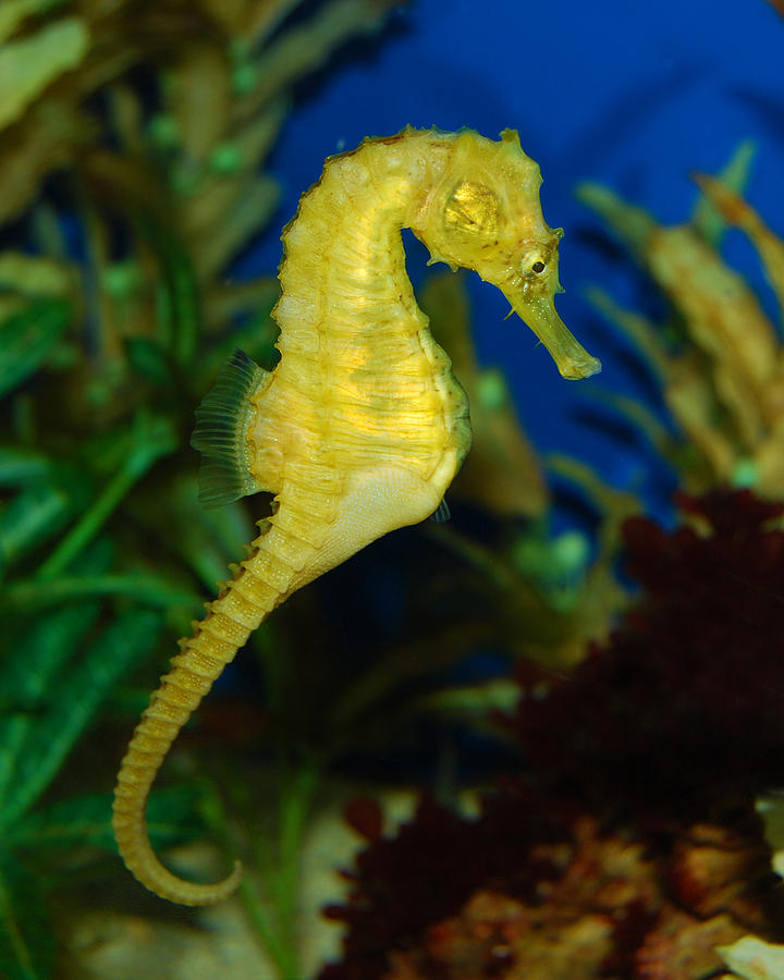 Seahorse Photograph by Larah McElroy