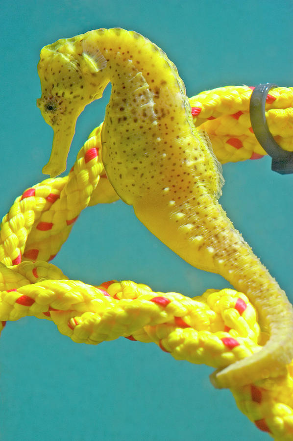 Seahorse Photograph by Louise Murray/science Photo Library