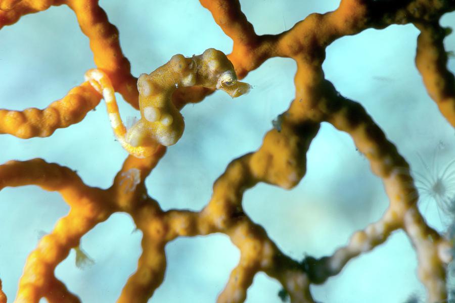 Seahorse On Gorgonian Photograph by Louise Murray/science Photo Library