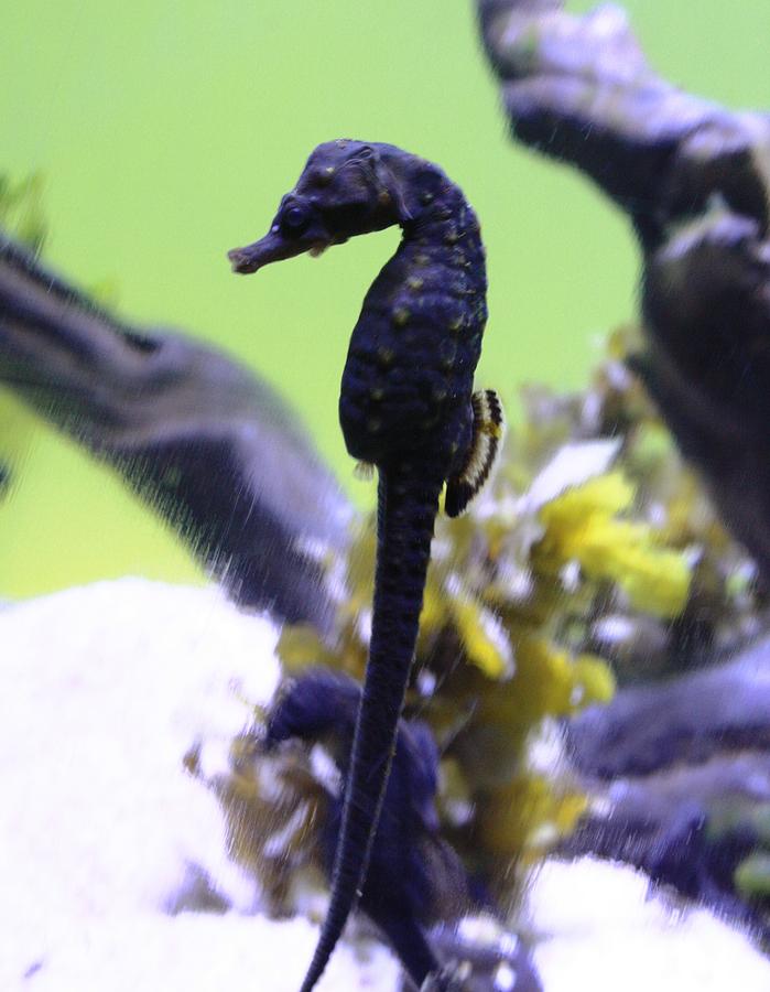 Seahorse Photograph by Pat Purdy