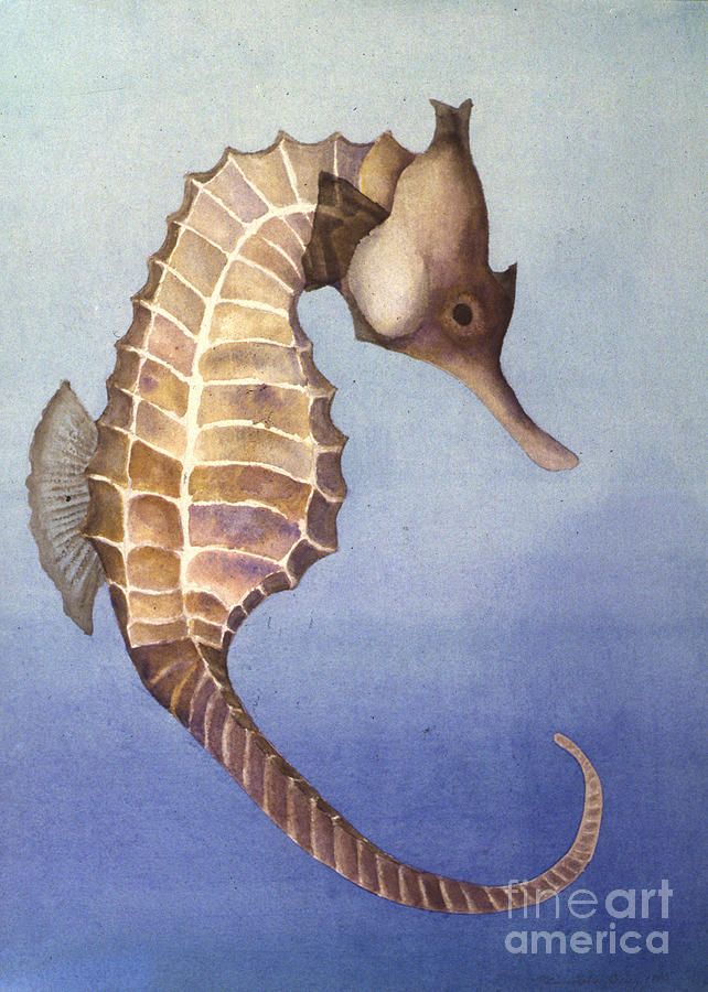 Seahorse Painting by Patricia Tierney