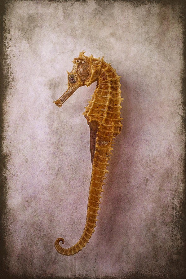 Seahorse Photograph - Seahorse Still Life by Garry Gay