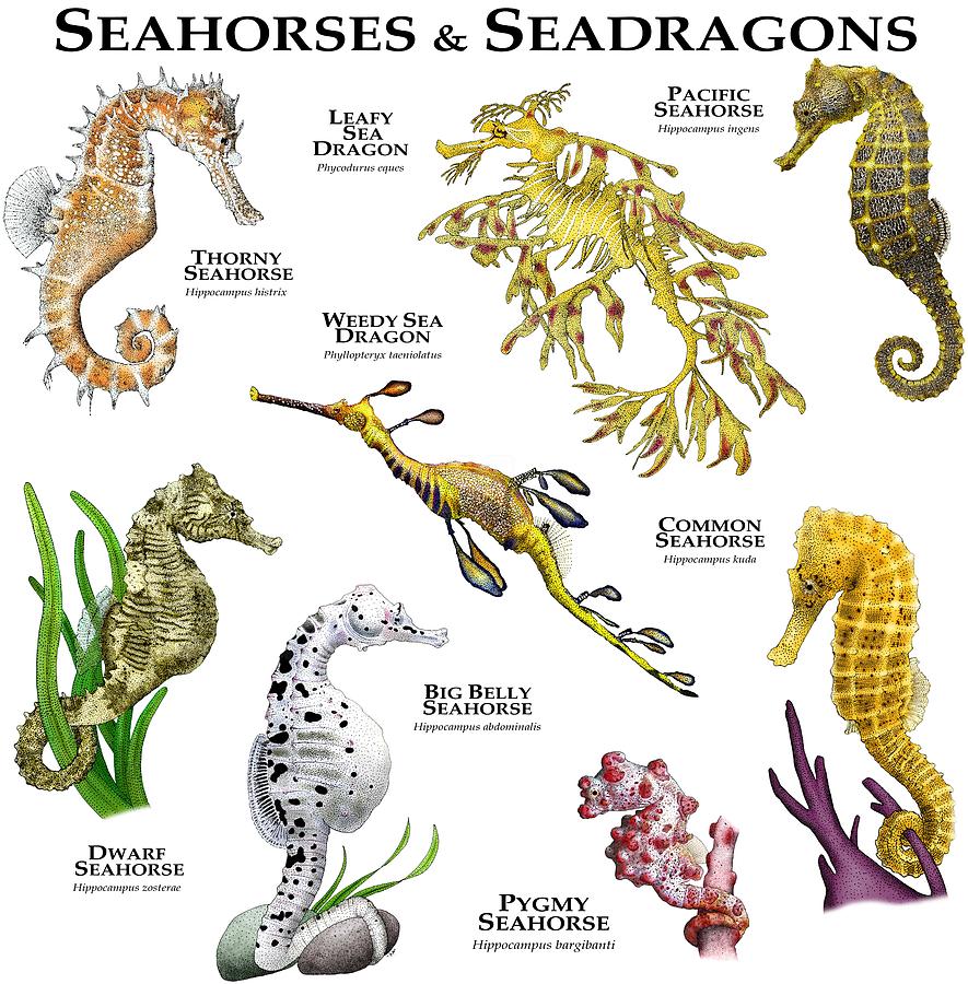 Seahorses And Seadragons Photograph by Roger Hall