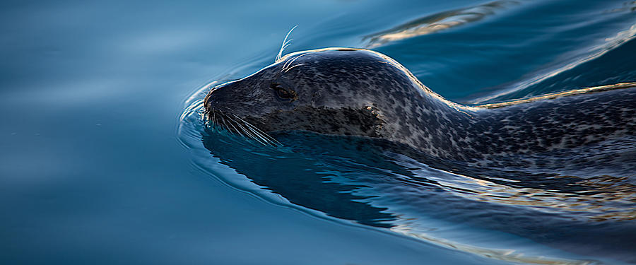 Seal Photograph by Prince Andre Faubert