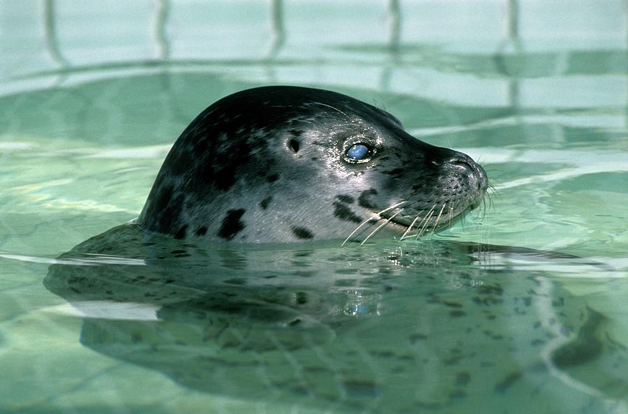 Nature Photograph - Seal At A Rehabilitation Centre by Patrick Landmann/science Photo Library