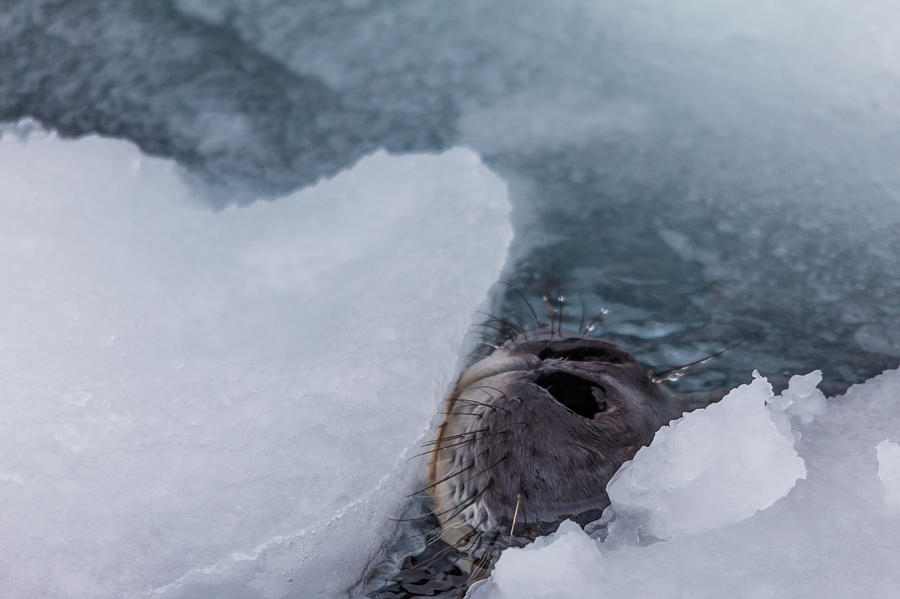 Seal Breathing Photograph by Ben Adkison Fine Art America