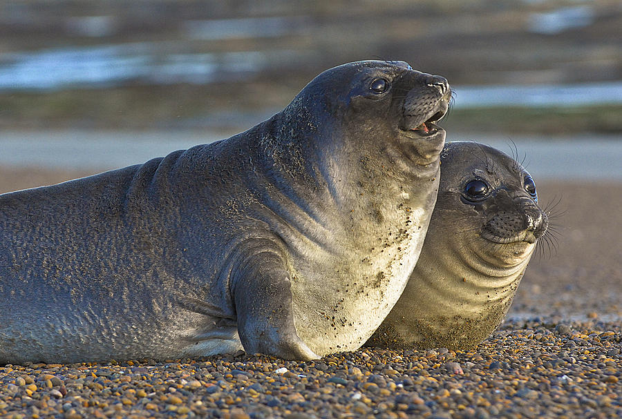 Seal Chat Photograph by Joan Herwig