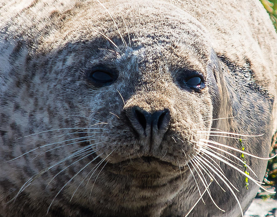 Seal Face Photograph by Mark Little