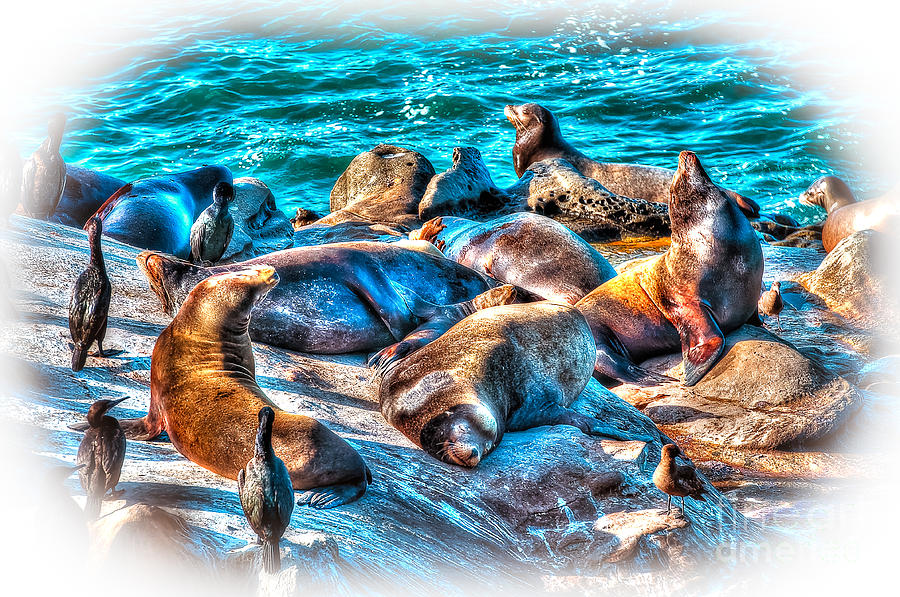 Seal Frolick Photograph by Jim Carrell
